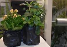 BI-OPL Biodegradable nursery bags, is one of Oerlemans Plastic's new products. During the growing process the nursery bag will dissolve. This way you don’t have to replant them, which could damage the roots.